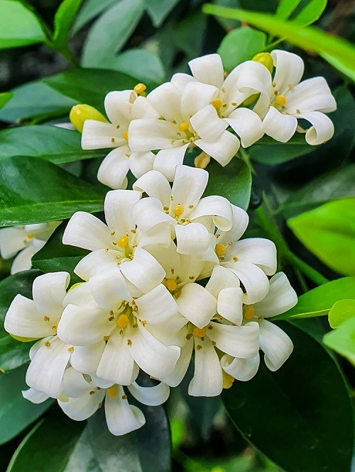 Trồng cây cảnh này, hoa thơm ngát, có tác dụng thanh lọc không khí, còn có thể làm thuốc quý - Ảnh 6.