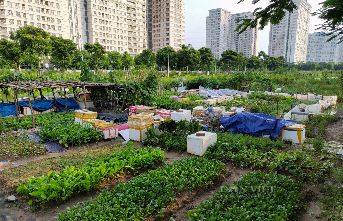 Sau phốt rau sạch rởm, dân chung cư ở Hà Nội phạt cỏ dại, khai hoang cuốc đất trồng rau - Ảnh 1.