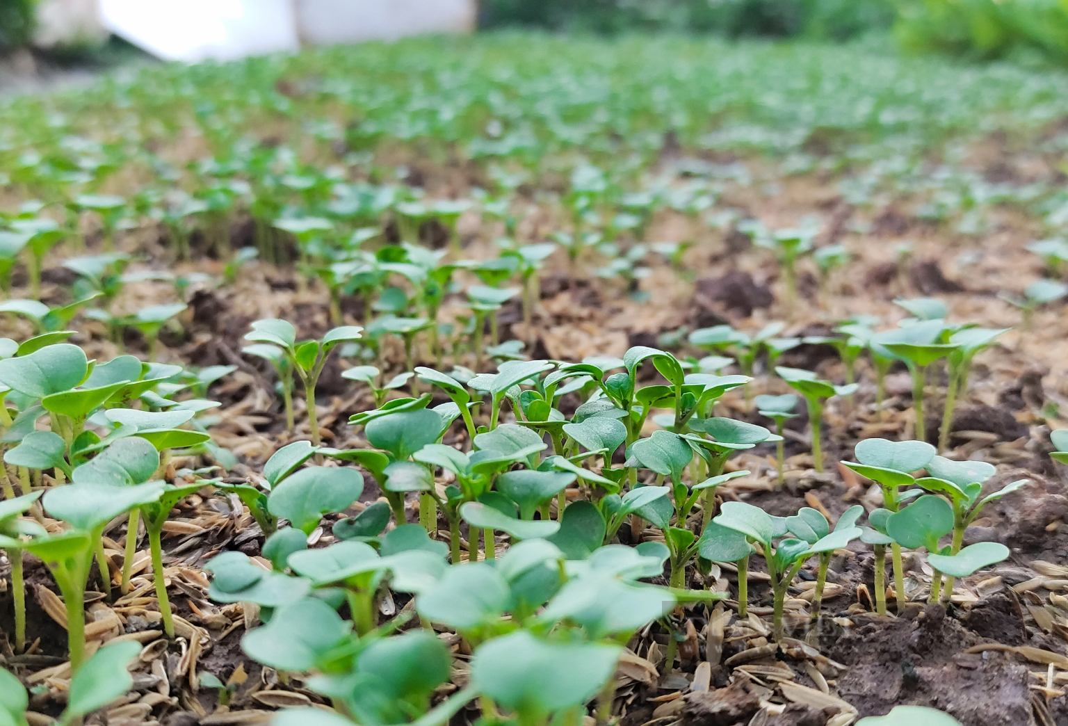 Sau phốt rau sạch rởm, dân chung cư ở Hà Nội phạt cỏ dại, khai hoang cuốc đất trồng rau - Ảnh 6.