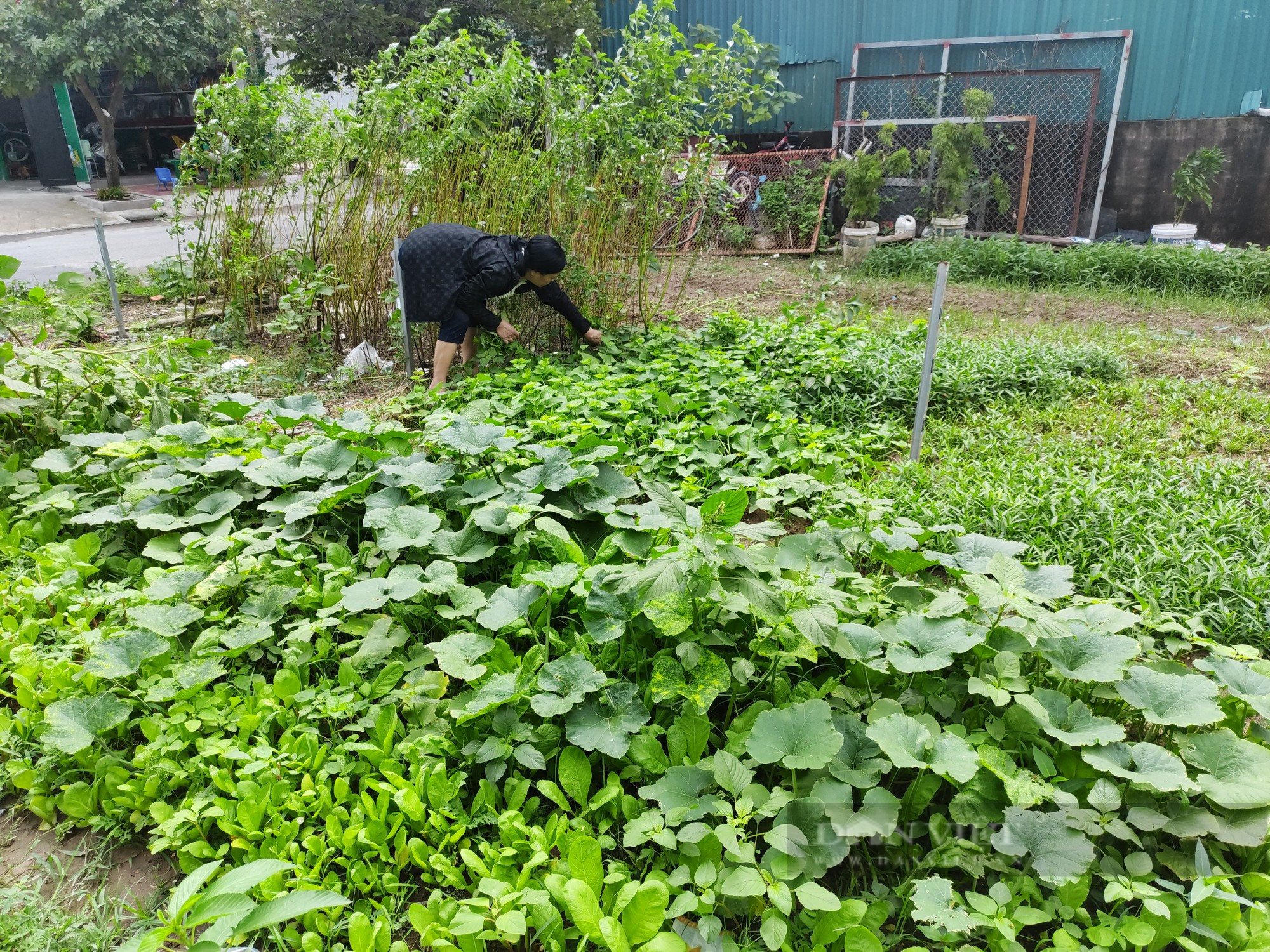 Sau phốt rau sạch rởm, dân chung cư ở Hà Nội phạt cỏ dại, khai hoang cuốc đất trồng rau - Ảnh 3.