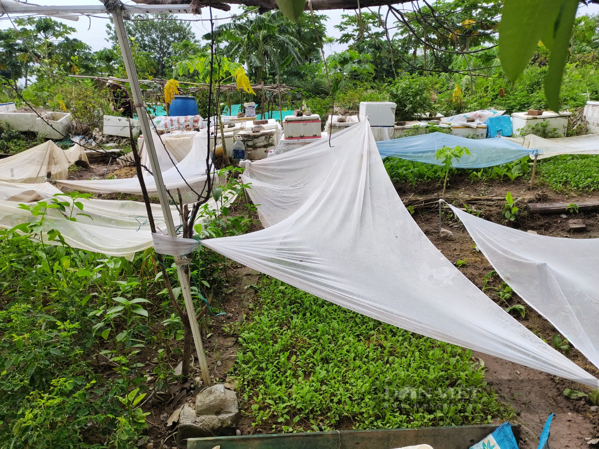 Sau phốt rau sạch rởm, dân chung cư ở Hà Nội phạt cỏ dại, khai hoang cuốc đất trồng rau - Ảnh 2.