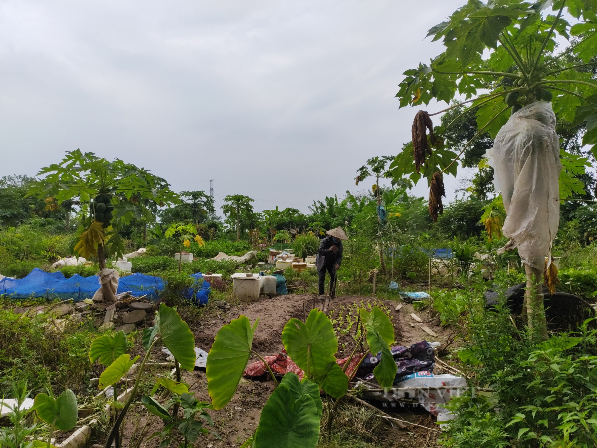 Sau phốt rau sạch rởm, dân chung cư ở Hà Nội phạt cỏ dại, khai hoang cuốc đất trồng rau - Ảnh 7.