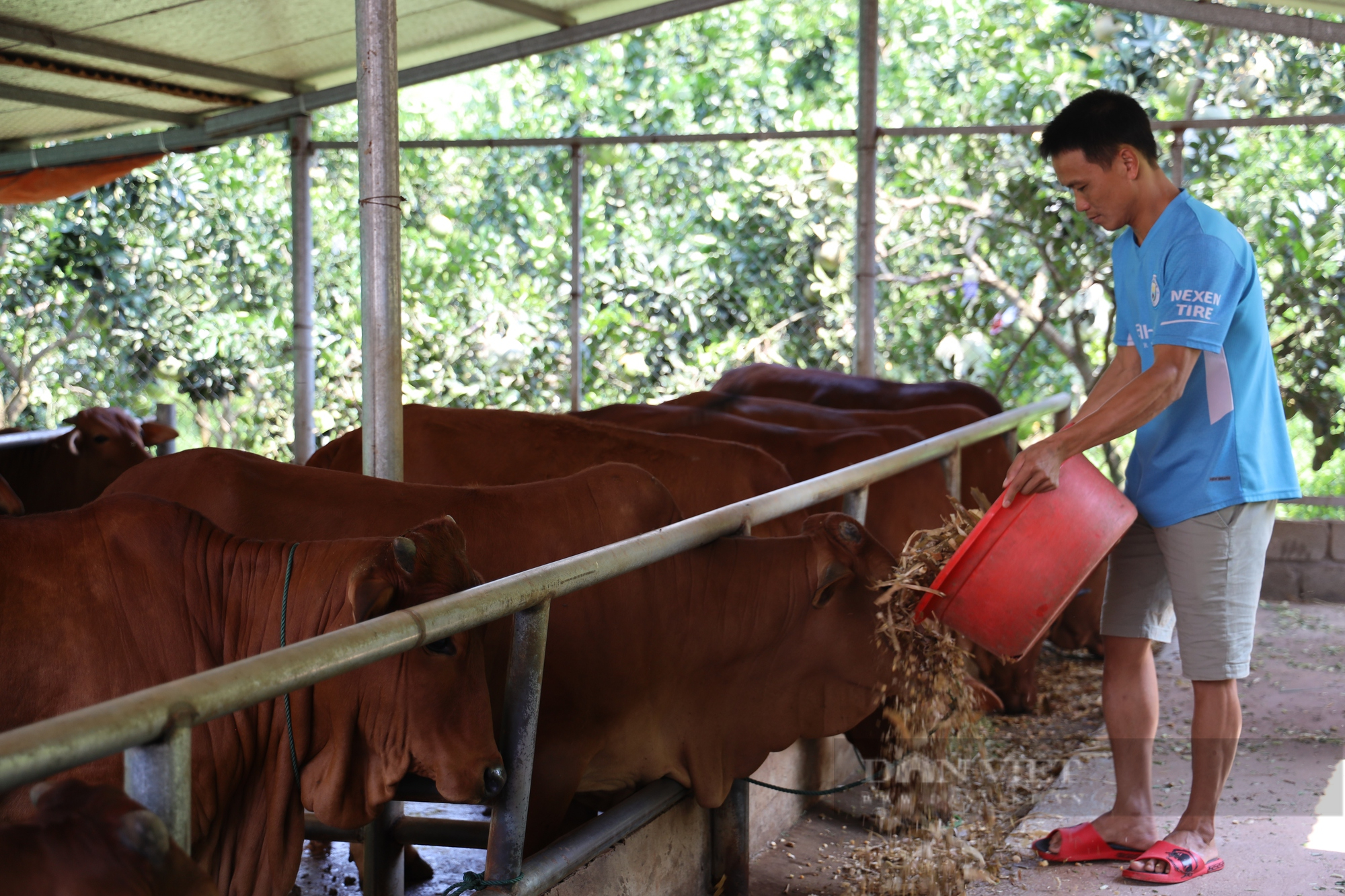 Ninh Thuận Nhân rộng mô hình nuôi bò vỗ béo cho hiệu quả kinh tế cao  Ảnh  thời sự trong nước  Kinh tế  Thông tấn xã Việt Nam TTXVN