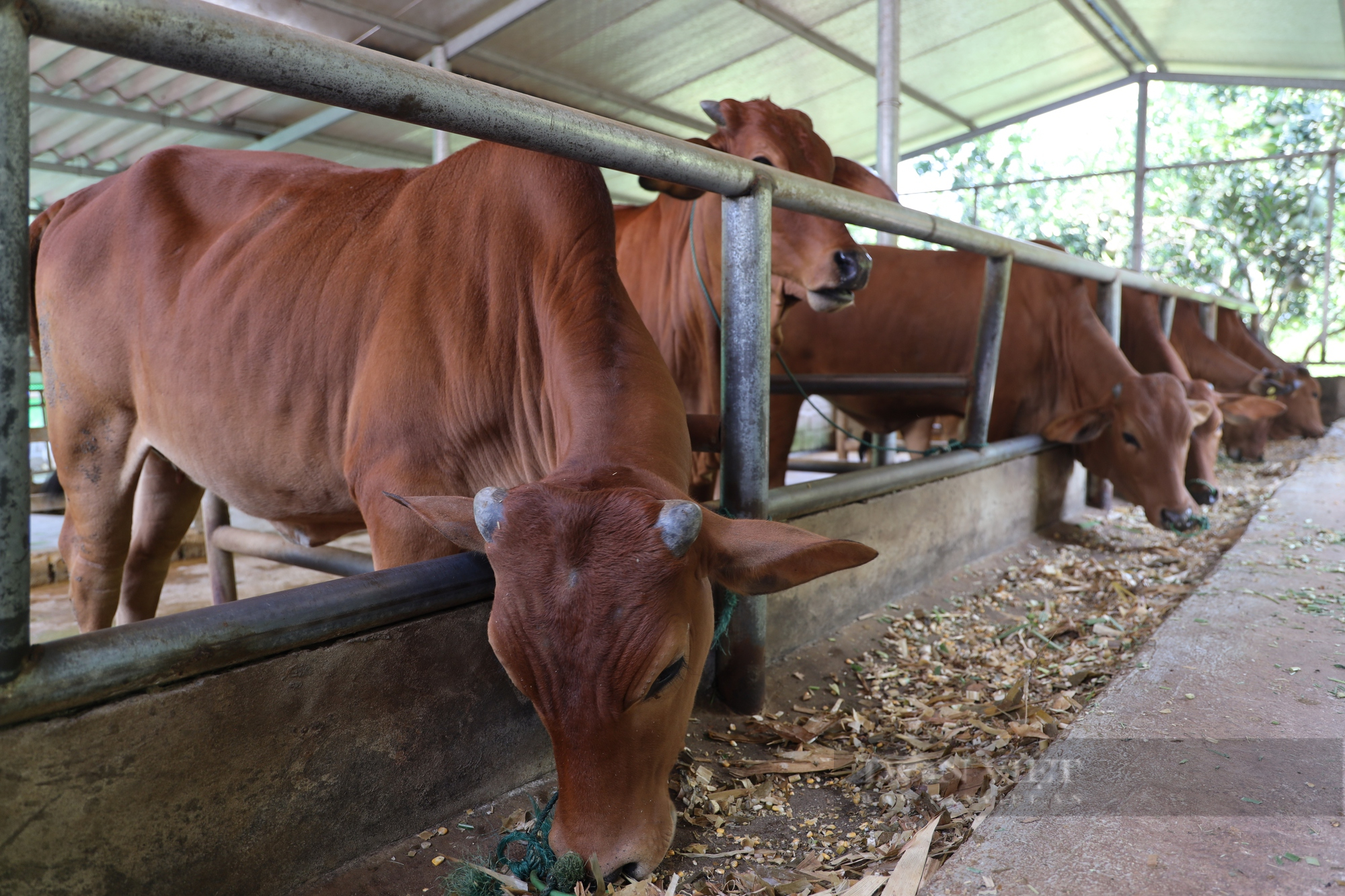 Khó khăn trong phát triển chăn nuôi bò thịt bò sinh sản  Kinh nghiệm làm  ăn  Báo ảnh Dân tộc và Miền núi