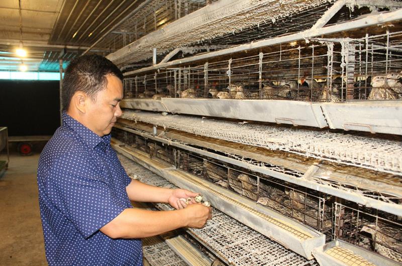 Nuôi thứ chim bé như nắm tay đẻ trứng sòn sòn bán sang Nhật Bản, nuôi nhiều Nhất Việt Nam là doanh nghiệp này - Ảnh 1.