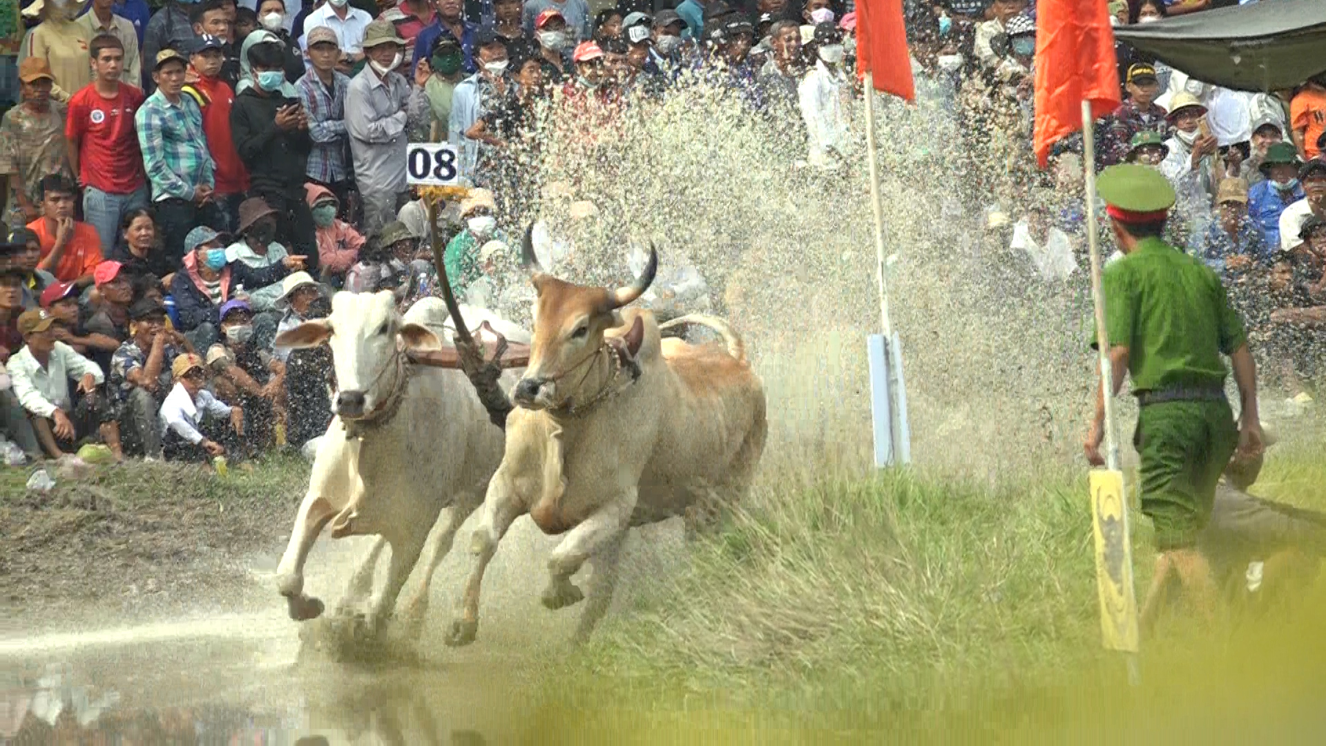 Cặp bò số 8 đến từ huyện Tri Tôn giành giải Nhất tại &quot;Lễ hội đua bò Bảy Núi&quot; ở tỉnh An Giang - Ảnh 5.