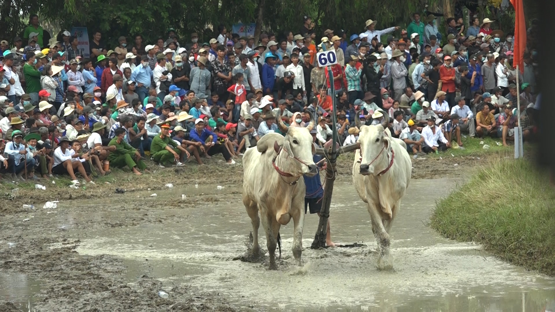Cặp bò số 8 đến từ huyện Tri Tôn giành giải Nhất tại &quot;Lễ hội đua bò Bảy Núi&quot; ở tỉnh An Giang - Ảnh 3.