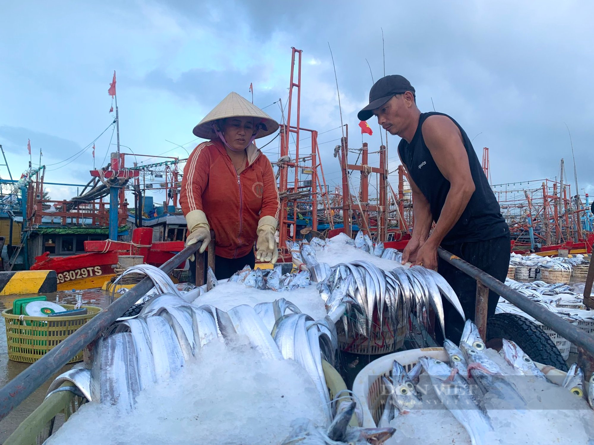 Nghe đài báo bão, ngư dân Quảng Bình đánh tàu vào bờ tránh trú với đầy khoang cá - Ảnh 3.