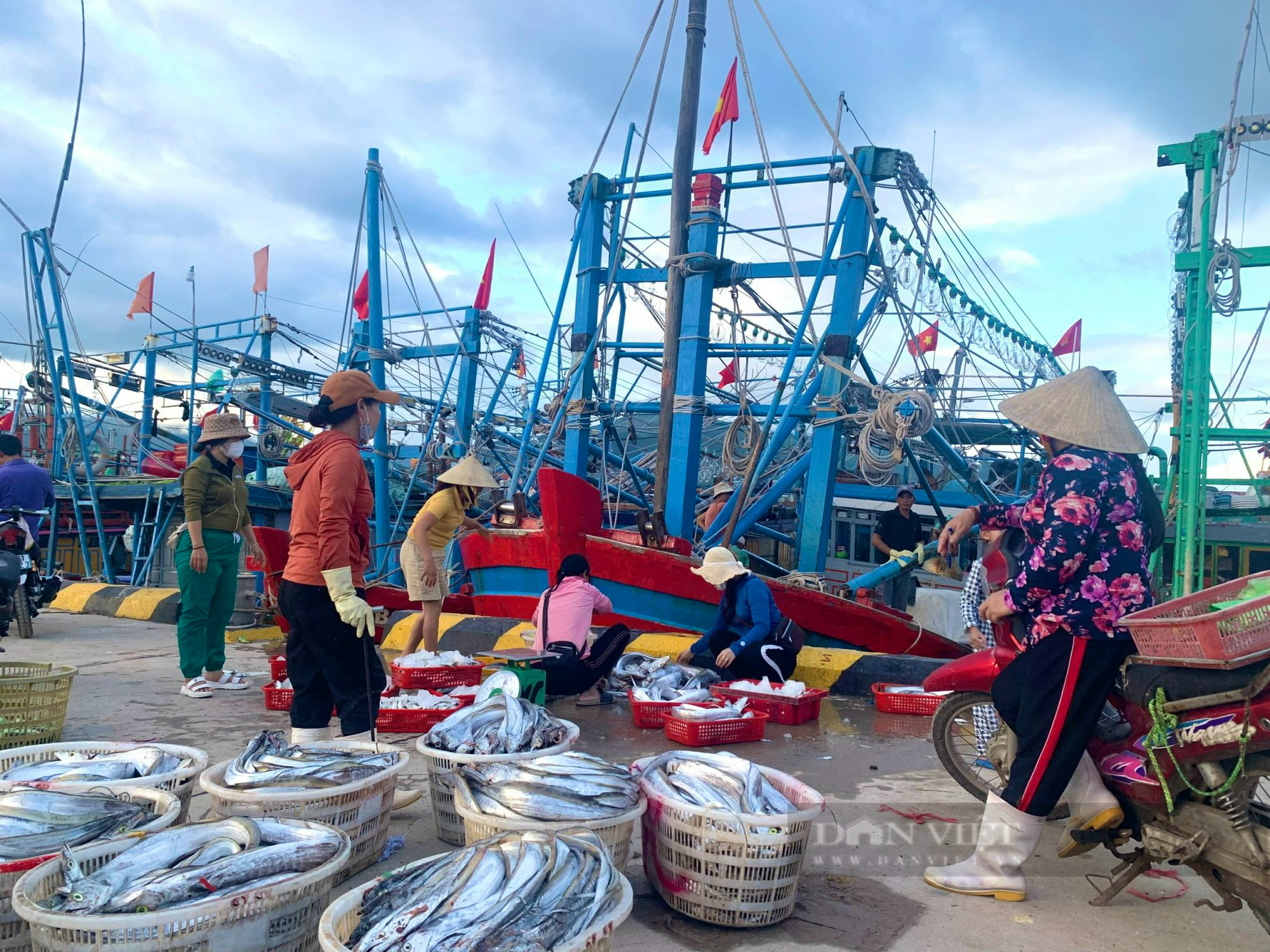 Nghe đài báo bão, ngư dân Quảng Bình đánh tàu vào bờ tránh trú với đầy khoang cá - Ảnh 2.