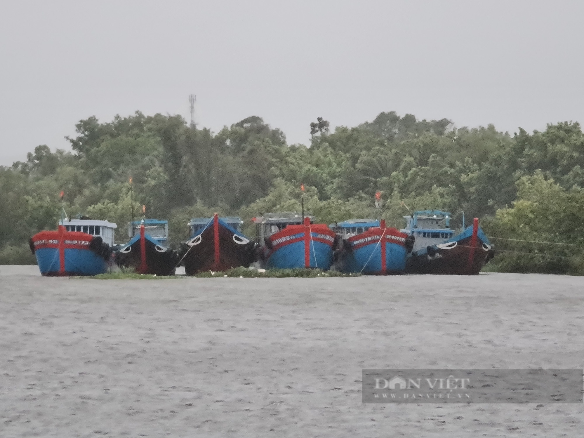 Quảng Nam ứng phó bão Noru: Ngành nông nghiệp khẩn trương giúp dân - Ảnh 5.