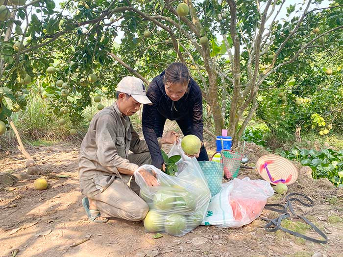 Lần đầu tiên trái bưởi đặc sản này ở Hải Dương được cấp mã vùng trồng để xuất khẩu đi Canada, Singapore, Nga - Ảnh 1.