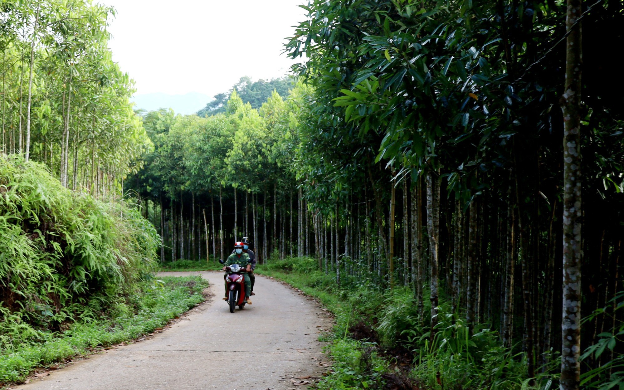 Trồng thứ cây đều tăm tắp, thơm từ thân tới lá, nông dân một huyện của Lào Cai thu 1.200 tỷ/năm