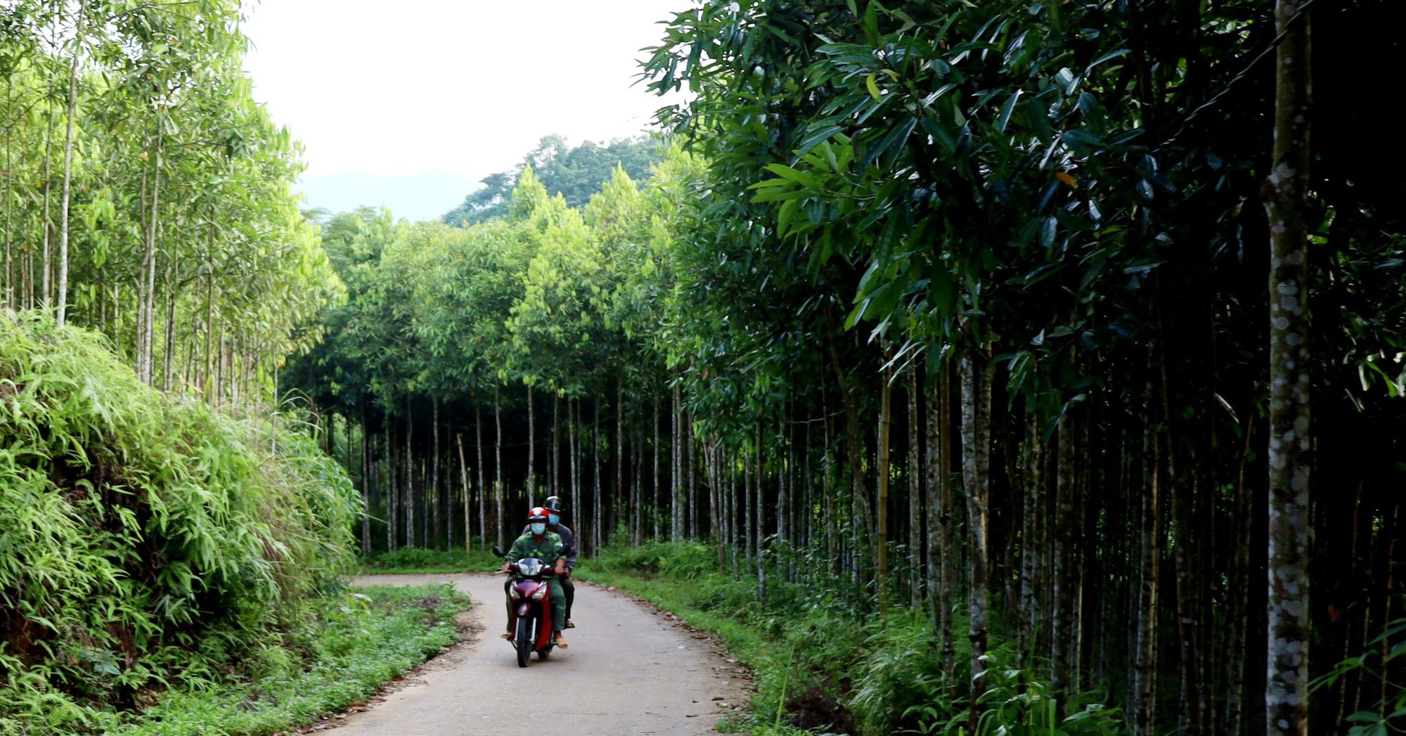 Trồng cây quế thơm khắp núi rừng, nông dân huyện Bảo Yên của tỉnh Lào Cai thu 1.200 tỷ/năm