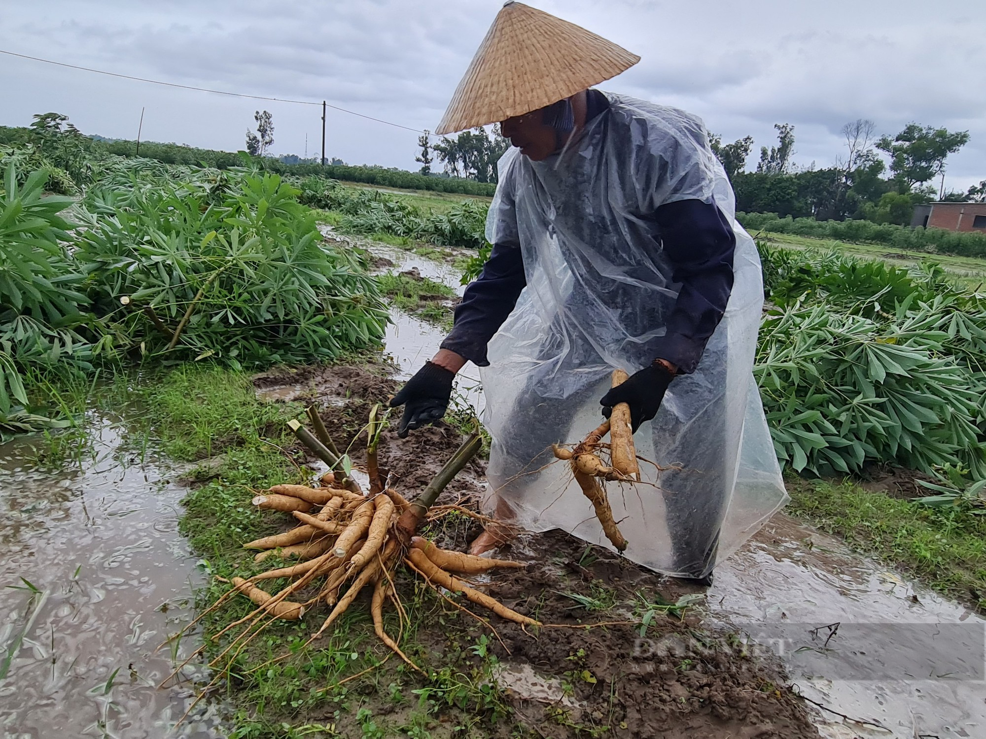 Quảng Nam ứng phó bão Noru: Ngành nông nghiệp khẩn trương giúp dân - Ảnh 4.
