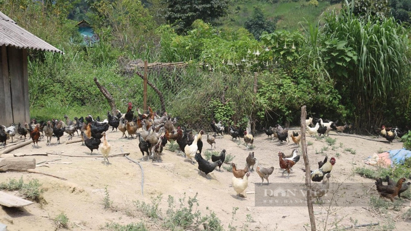 Bắt giống gà quý của người Mông sống an toàn sinh học, mỗi năm thu gần nửa tỷ đồng nơi cổng trời xứ Nghệ - Ảnh 3.