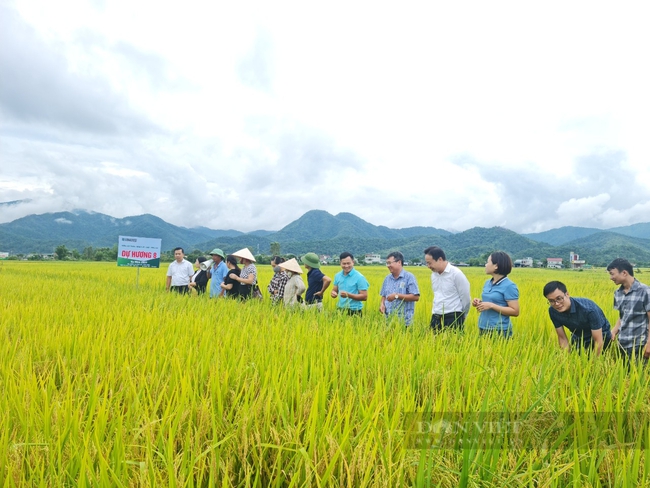 Điều gì làm nên "vựa lúa" lớn nhất Tây Bắc ở cánh đồng Mường Thanh?