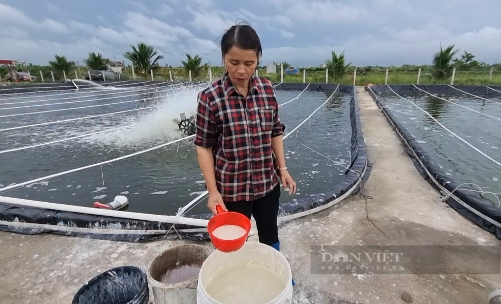 Ninh Bình: Một hộ nông dân nuôi tôm thẻ chân trắng lời gần 400 triệu đồng/năm - Ảnh 5.