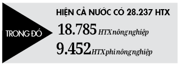 Khi hợp tác xã thúc đẩy chuyển đổi số - Ảnh 2.