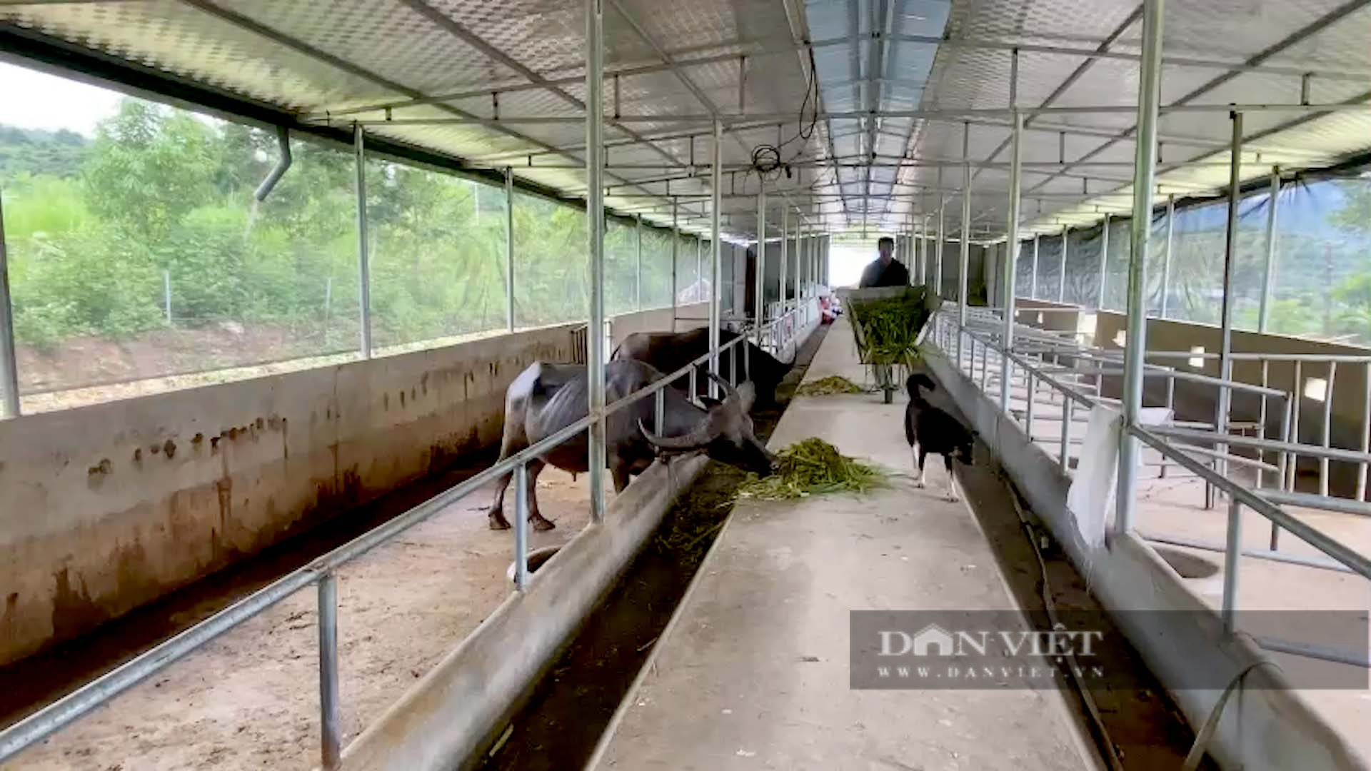 Chăn nuôi gia súc tập trung, sản xuất hàng hoá, nông dân ở Lai Châu có tiền - Ảnh 2.