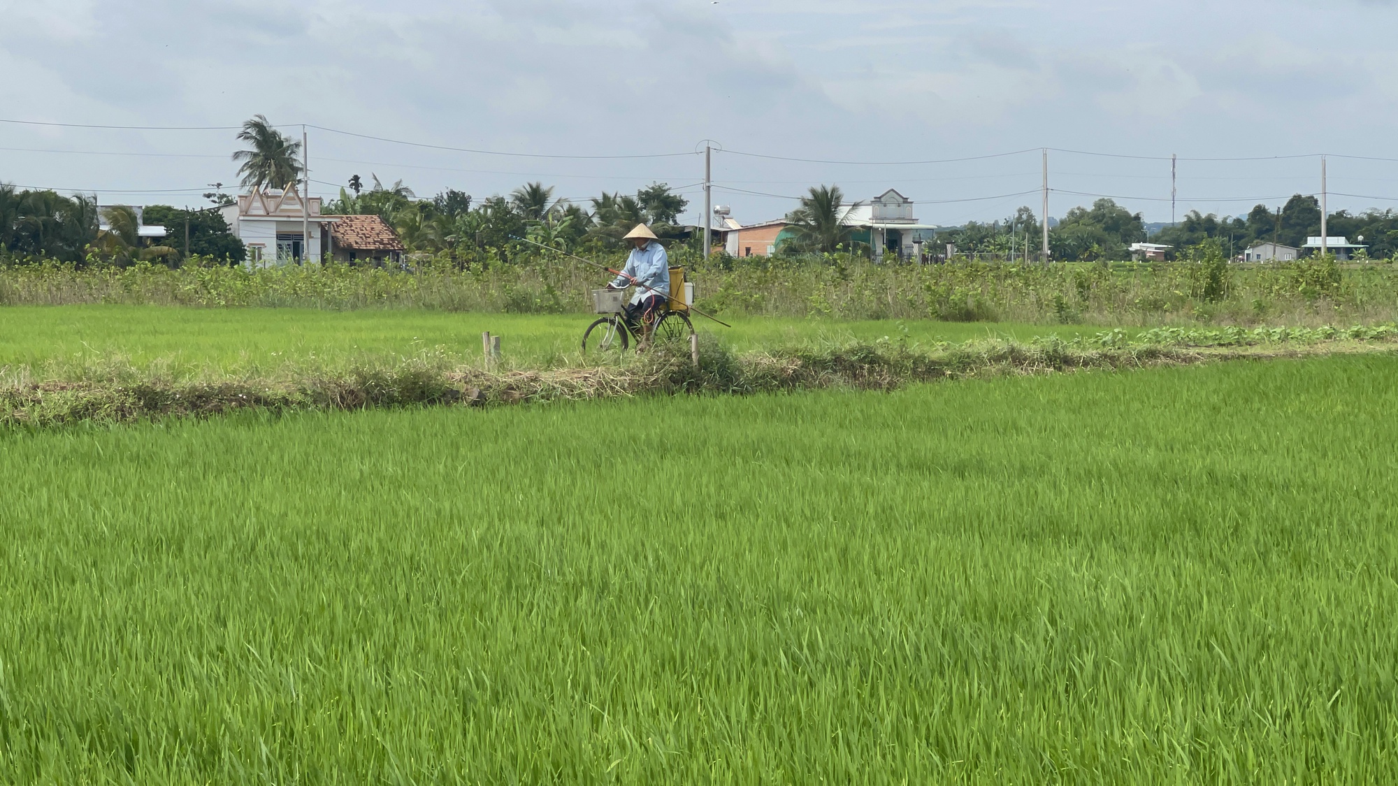 Nông dân Đồng Nai trồng lúa hữu cơ, sản phẩm làm ra được doanh nghiệp bao tiêu - Ảnh 1.