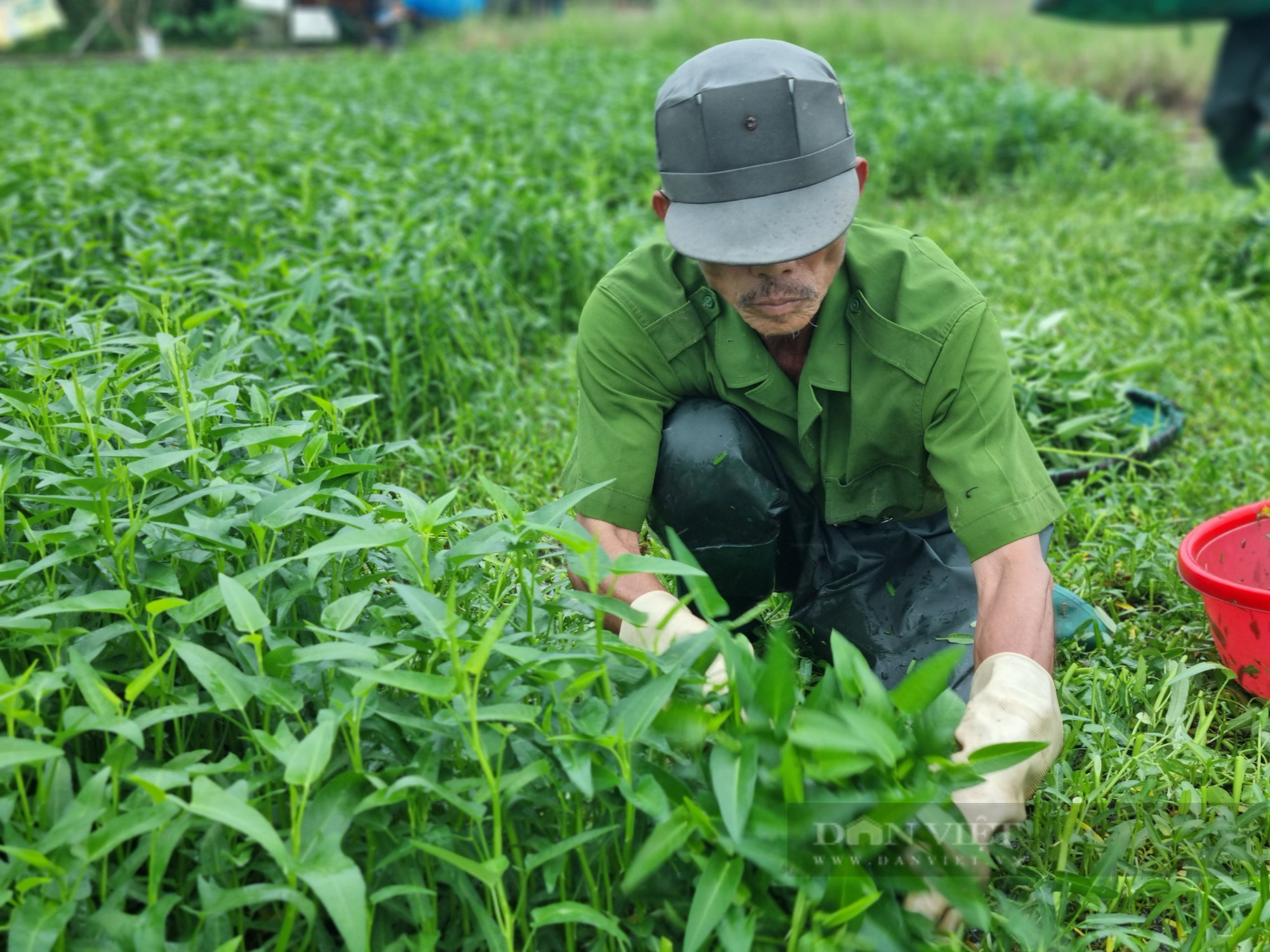 Đà Nẵng: Nông dân dầm mưa thu hoạch rau &quot;chạy&quot; bão - Ảnh 1.