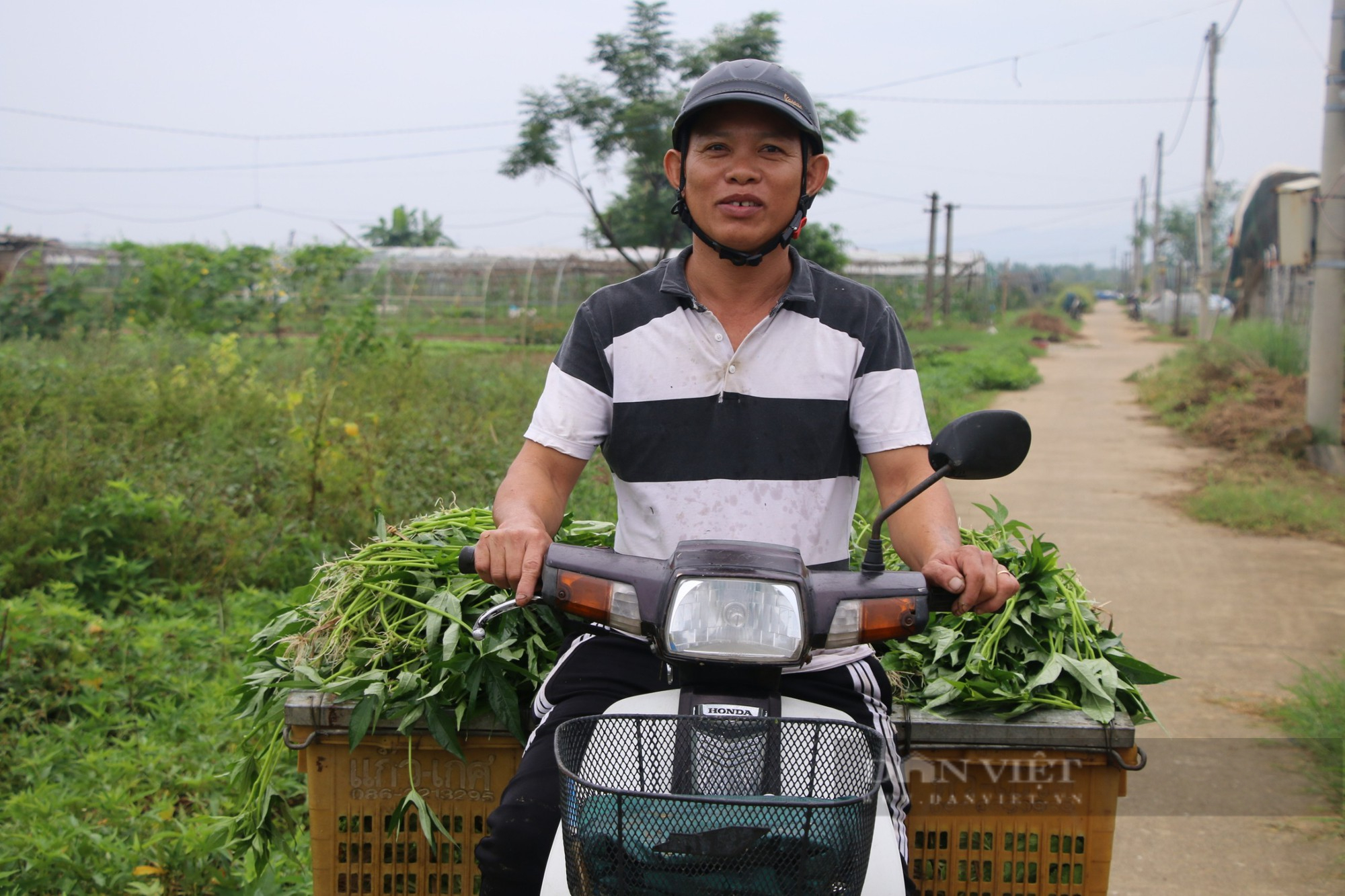 Đà Nẵng: Nông dân dầm mưa thu hoạch rau &quot;chạy&quot; bão - Ảnh 2.