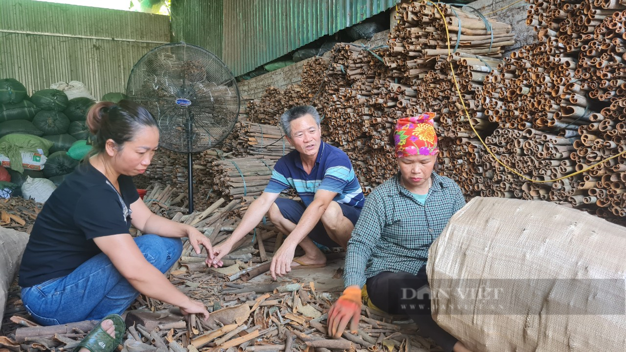 Từng vất vả đi buôn bằng xe đạp chị nông dân ở Yên Bái trở thành Nông dân Việt Nam xuất sắc - Ảnh 3.