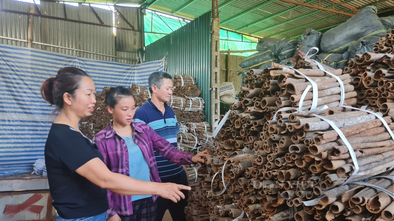 Từng vất vả đi buôn bằng xe đạp chị nông dân ở Yên Bái trở thành Nông dân Việt Nam xuất sắc - Ảnh 2.