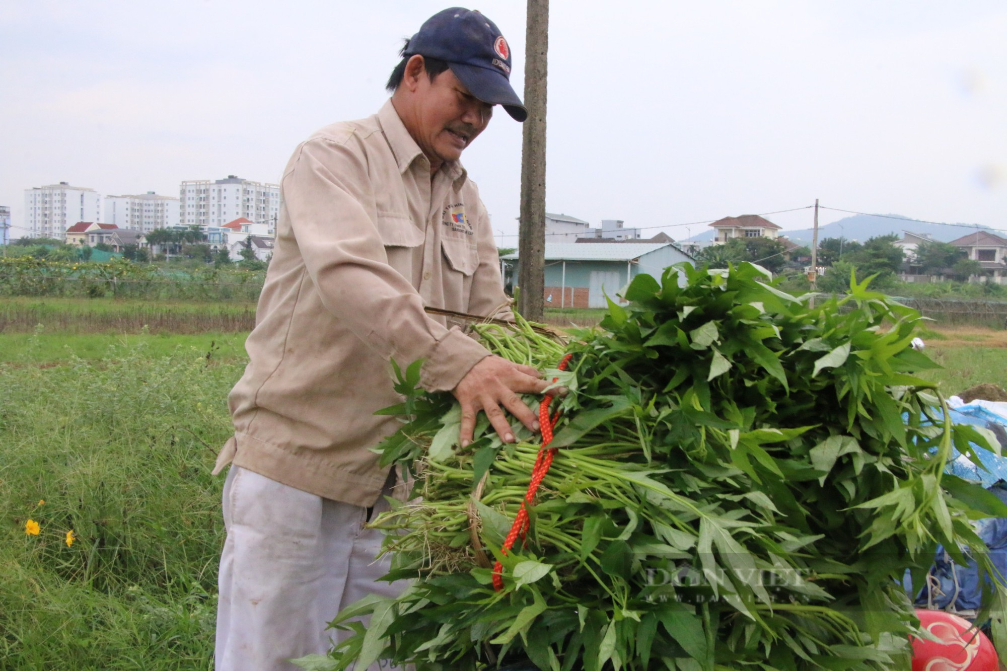 Đà Nẵng: Nông dân dầm mưa thu hoạch rau &quot;chạy&quot; bão - Ảnh 3.