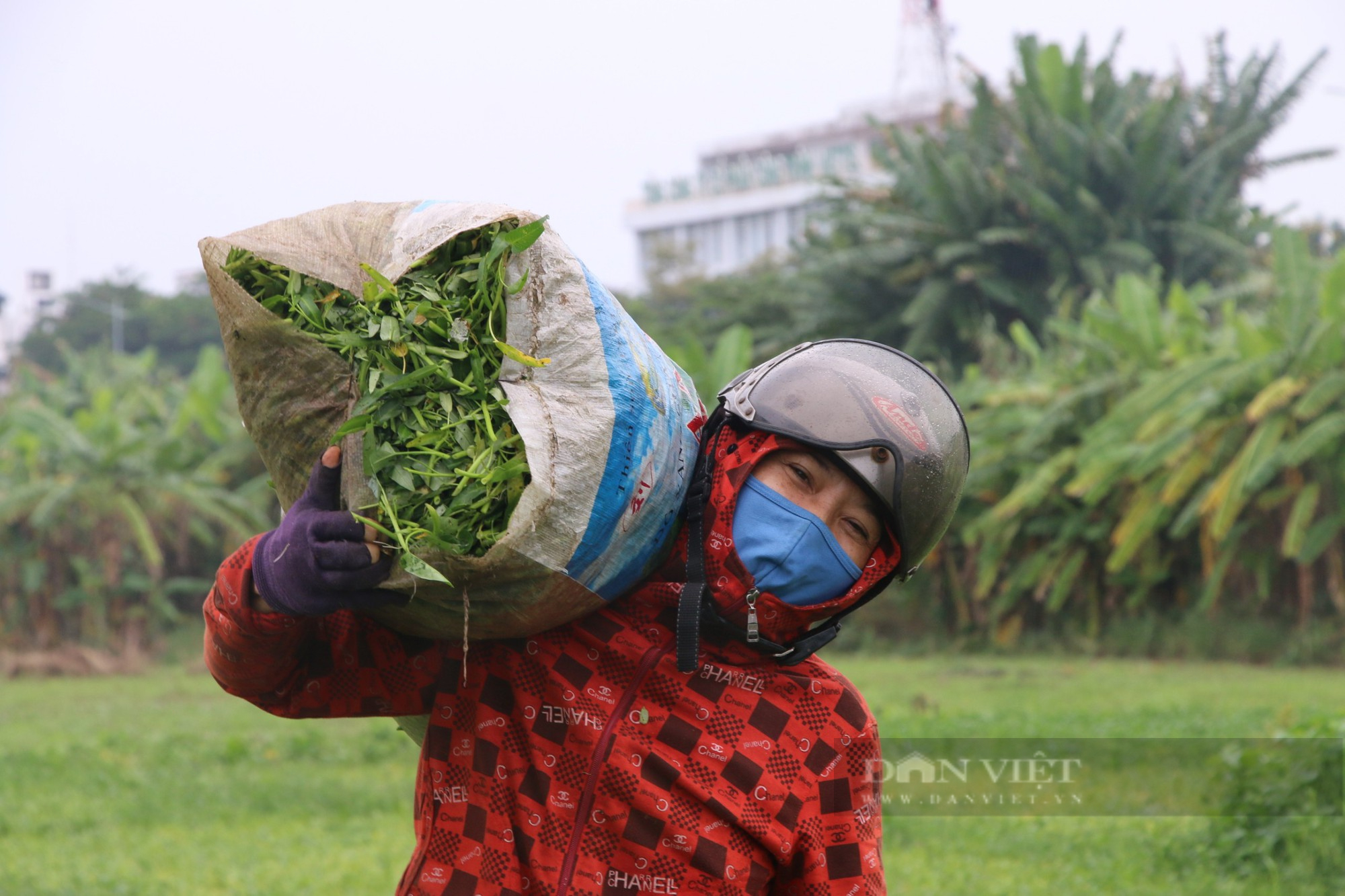 Đà Nẵng: Nông dân dầm mưa thu hoạch rau &quot;chạy&quot; bão - Ảnh 4.