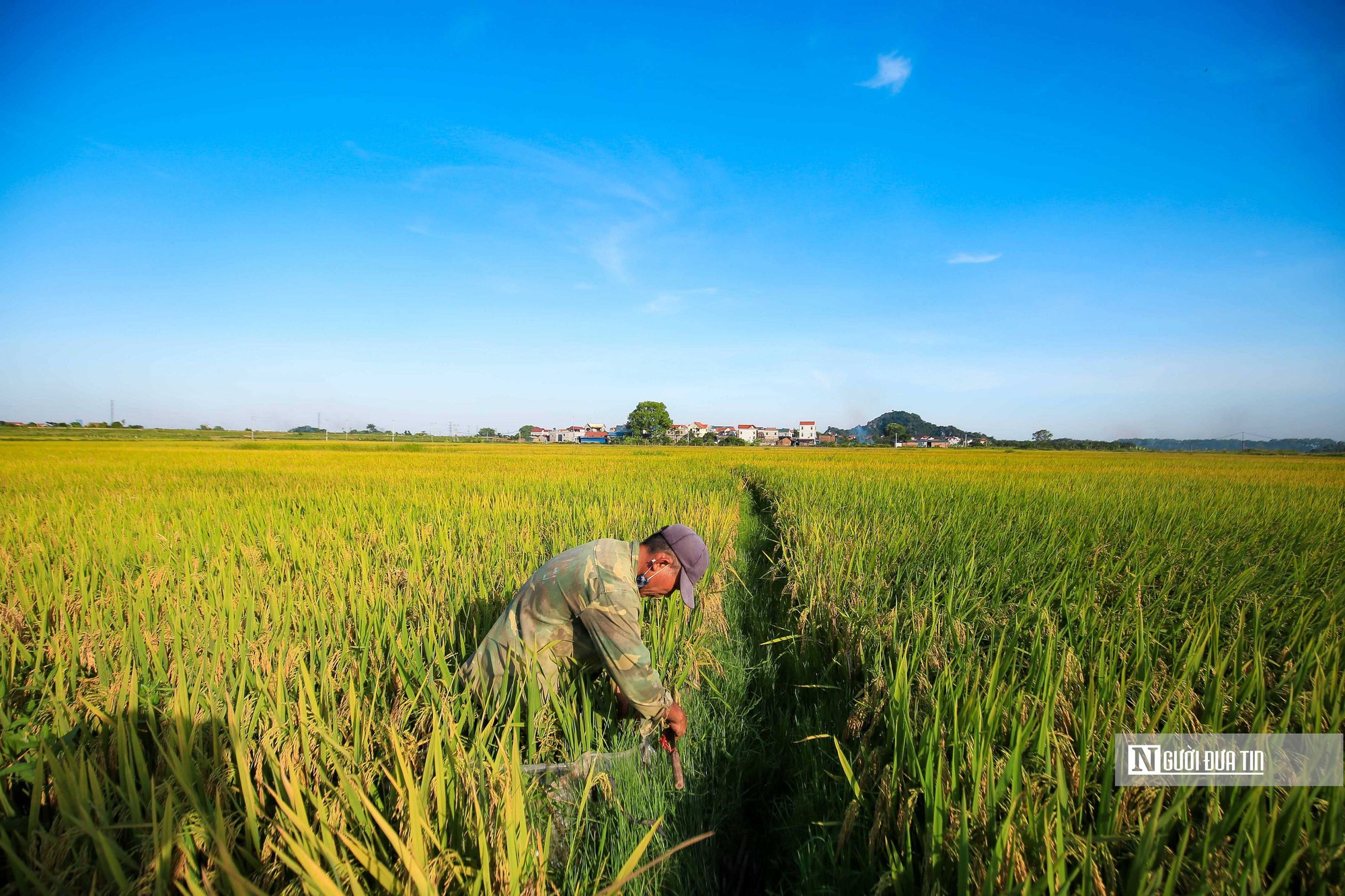 Ấn Độ cấm xuất khẩu gạo: Cơ hội cũng là rủi ro nếu doanh nghiệp găm hàng đẩy giá - Ảnh 3.