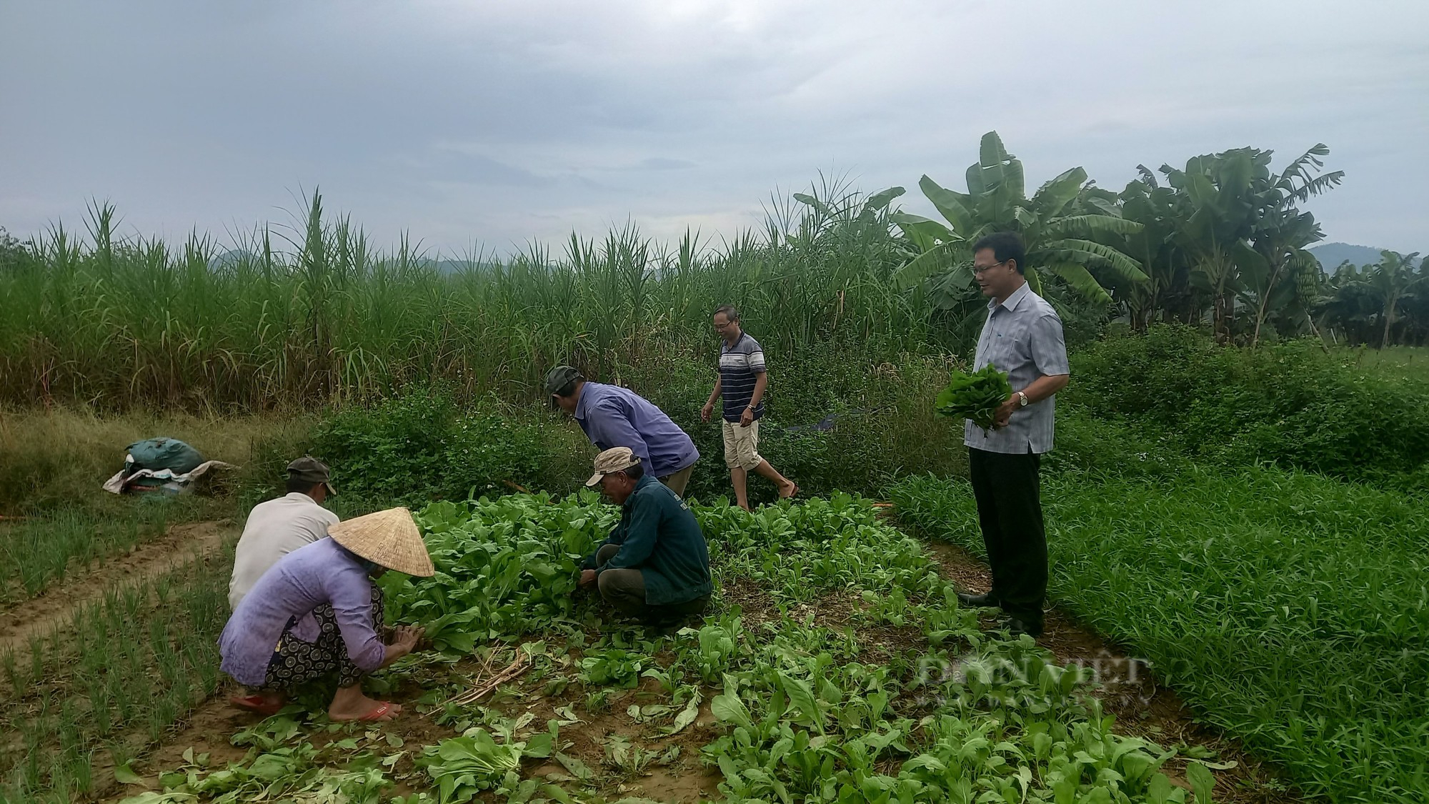 Hội Nông dân Đà Nẵng tích cực hỗ trợ nông dân thu hoạch rau màu &quot;chạy&quot; bão   - Ảnh 1.