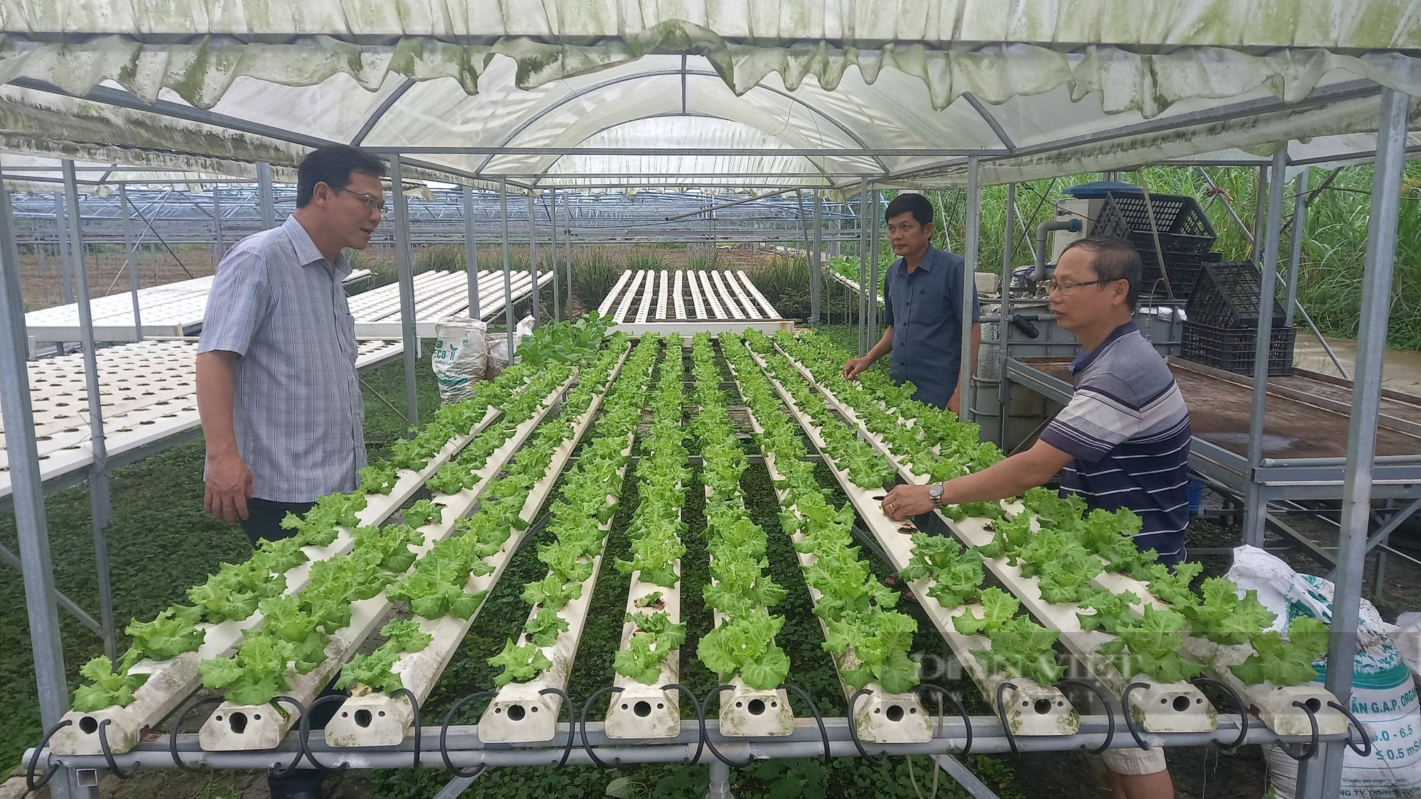 Hội Nông dân Đà Nẵng tích cực hỗ trợ nông dân thu hoạch rau màu &quot;chạy&quot; bão   - Ảnh 2.
