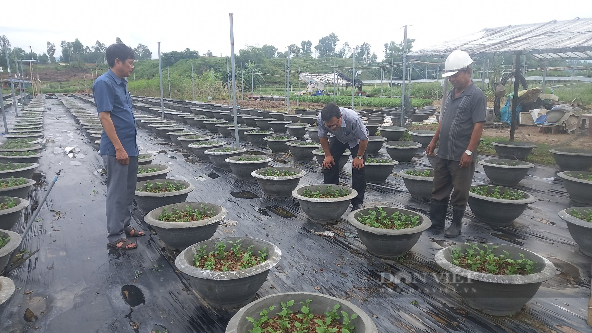 Hội Nông dân Đà Nẵng tích cực hỗ trợ nông dân thu hoạch rau màu &quot;chạy&quot; bão   - Ảnh 5.