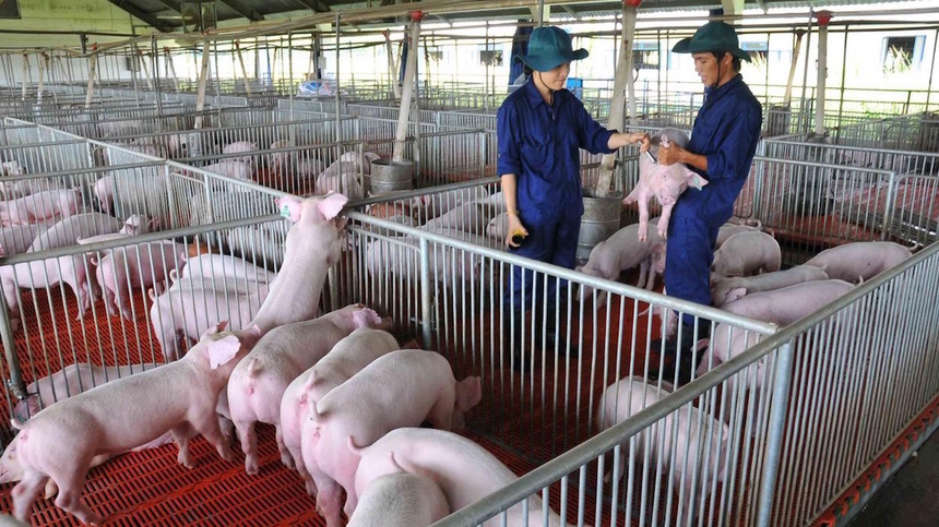 Ngành chăn nuôi Việt Nam: Đang thua trên sân nhà?
