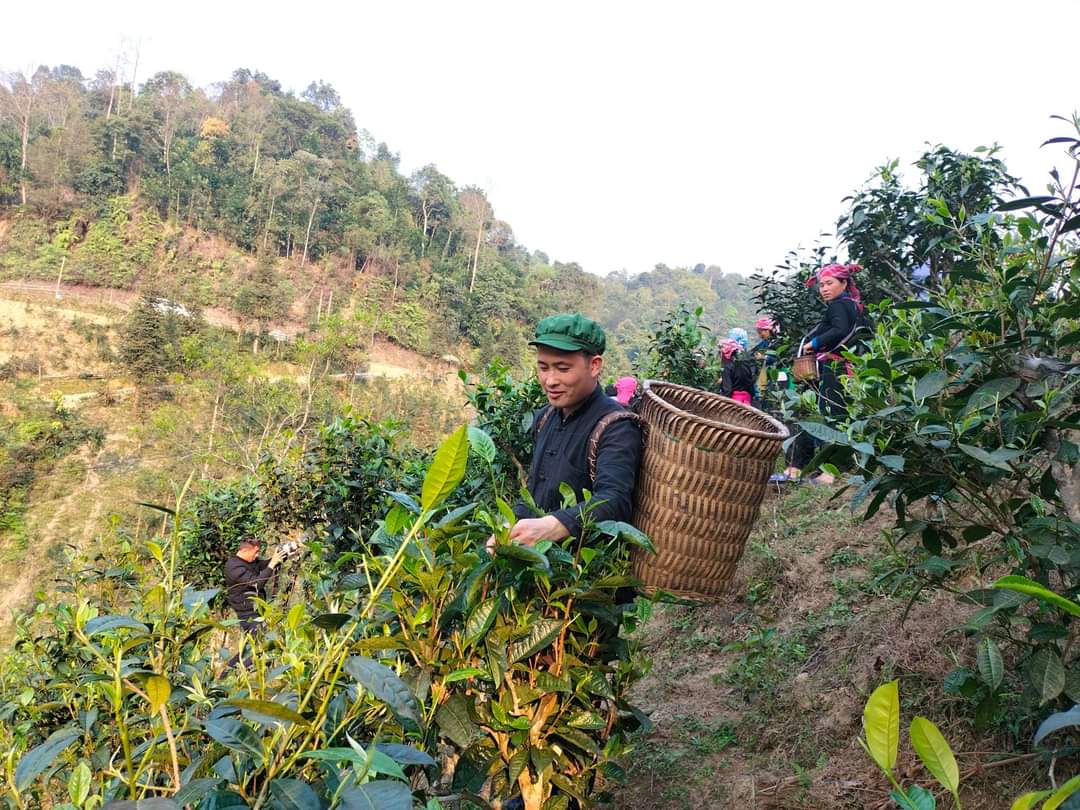 Kỷ lục: Một huyện miền núi của Lào Cai thu gần 49 tỷ đồng từ cây chè Shan tuyết  - Ảnh 4.