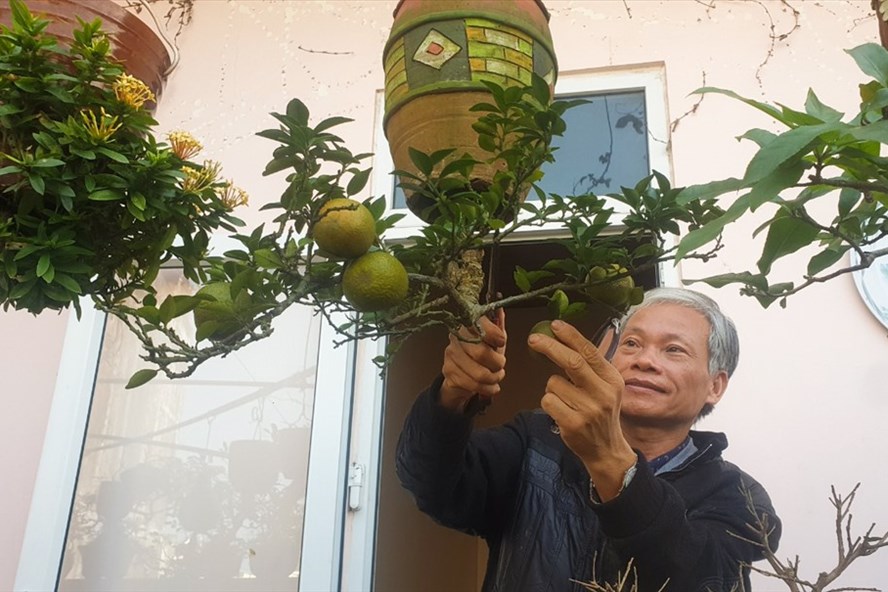 2 vườn cây cảnh bonsai ở Quảng Nam và Khánh Hòa có gì độc đáo mà xác lập kỷ lục ở Việt Nam? - Ảnh 1.