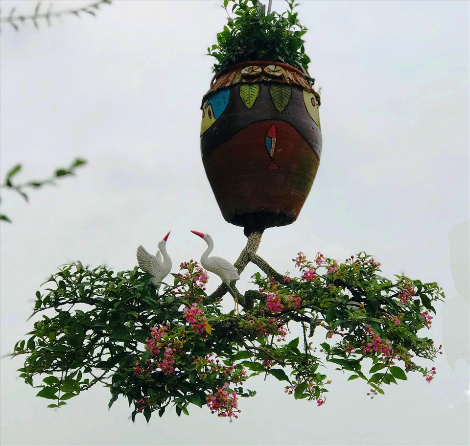 2 vườn cây cảnh bonsai ở Quảng Nam và Khánh Hòa có gì độc đáo mà xác lập kỷ lục ở Việt Nam? - Ảnh 2.