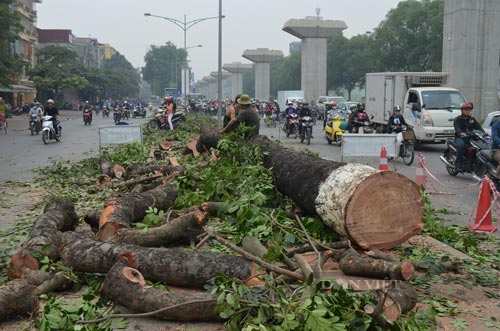 Hà Nội quy định đơn vị được chặt hạ, dịch chuyển cây xanh đô thị - Ảnh 1.