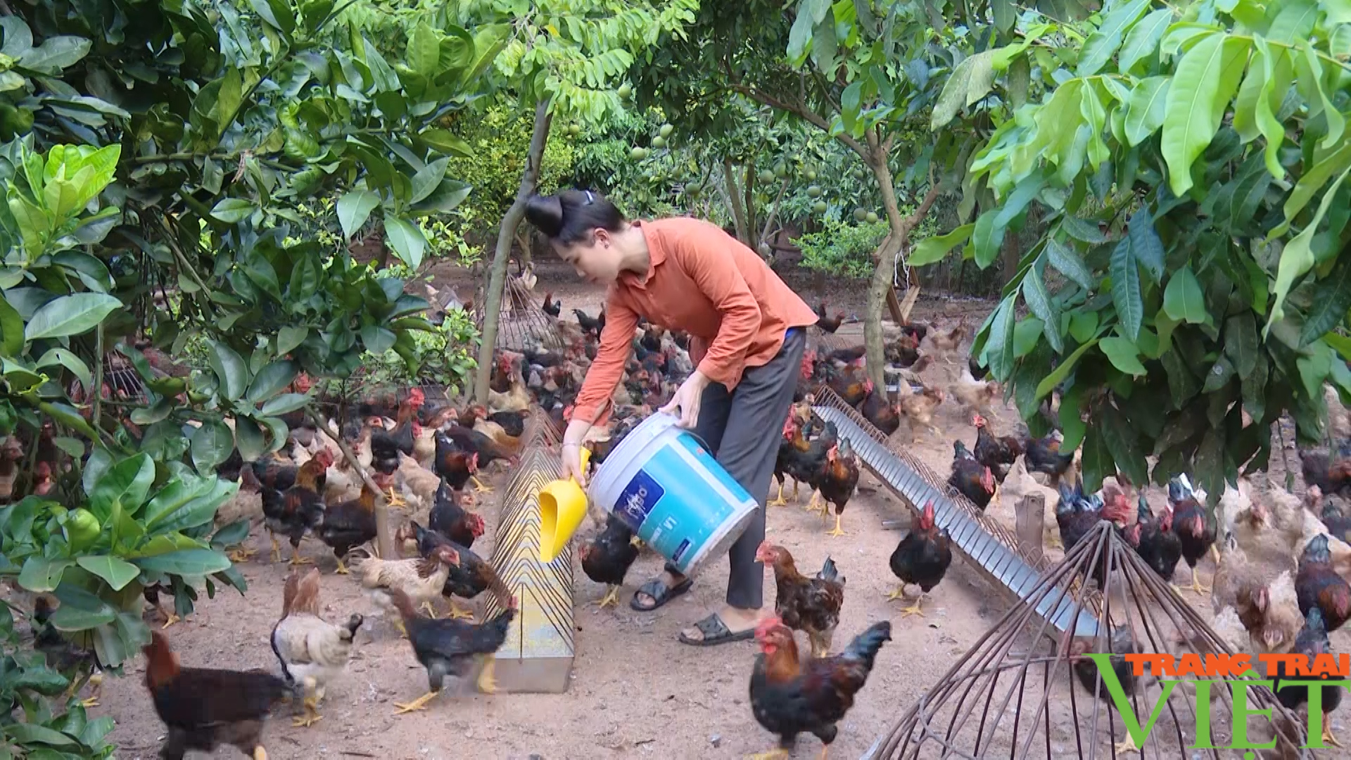 Yên Châu: Đẩy mạnh chăn nuôi giúp nông dân vươn lên làm giàu - Ảnh 4.