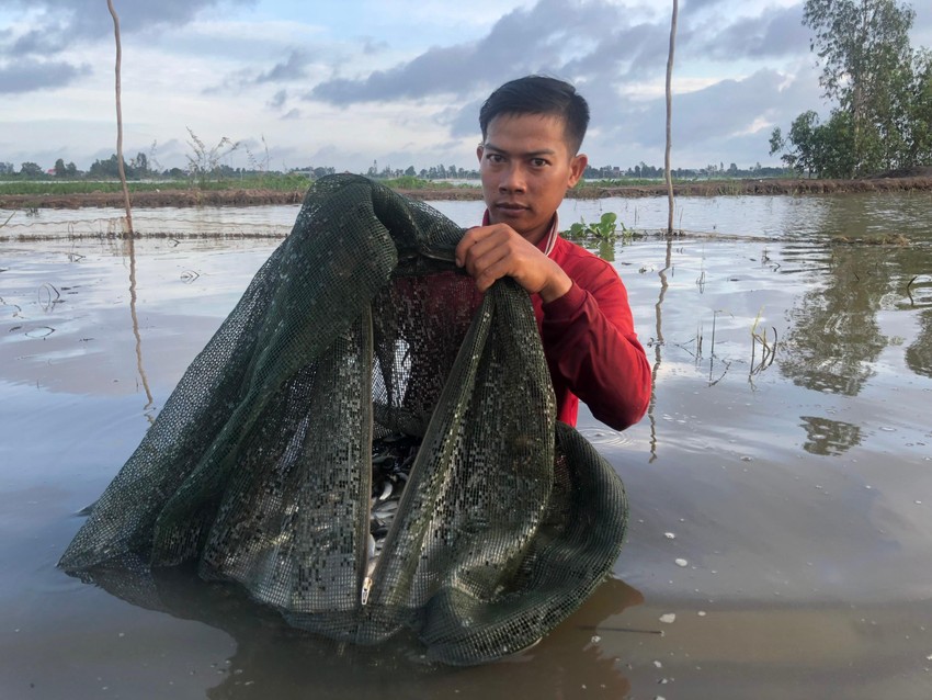 Mùa nước nổi miền Tây, một loài cá đặc sản đầu nguồn ở Long An càng to bán càng rẻ, đó là loài cá gì? - Ảnh 4.