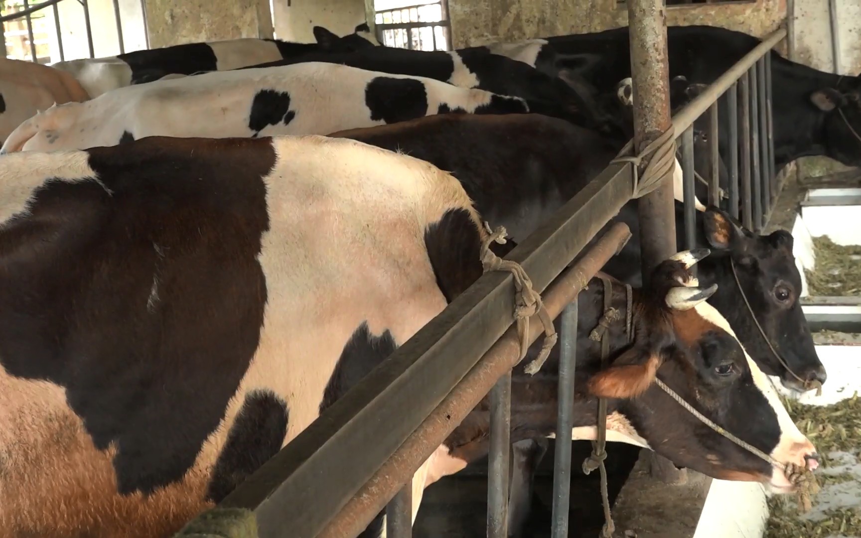 Huyện Củ Chi phát triển đàn bò bền vững, chú trọng bảo vệ môi trường