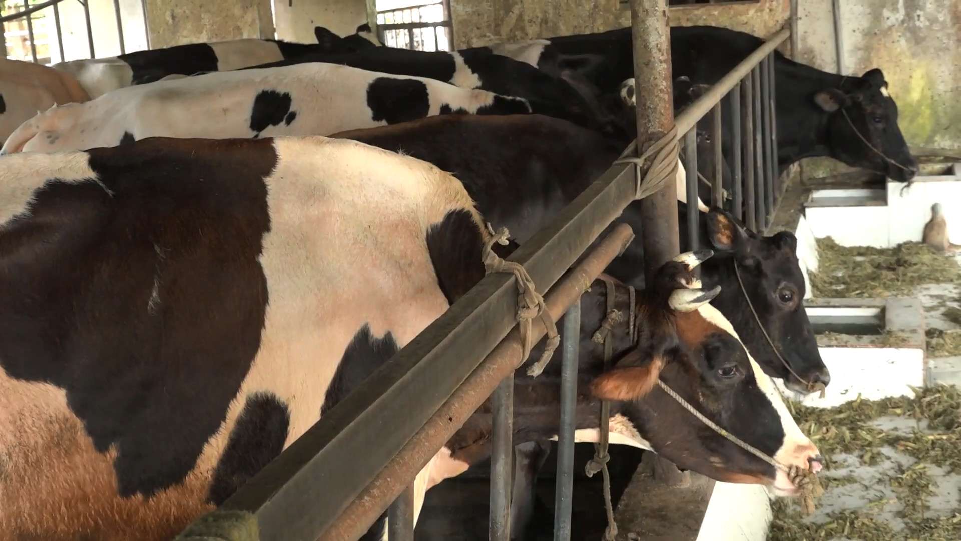 Huyện Củ Chi phát triển đàn bò bền vững, hướng đến bảo vệ môi trường - Ảnh 1.