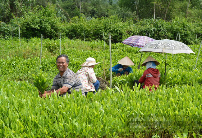 Quảng Nam: Đời sống người dân Hiệp Đức khấm khá nhờ phát huy lợi thế kinh tế vườn rừng - Ảnh 5.