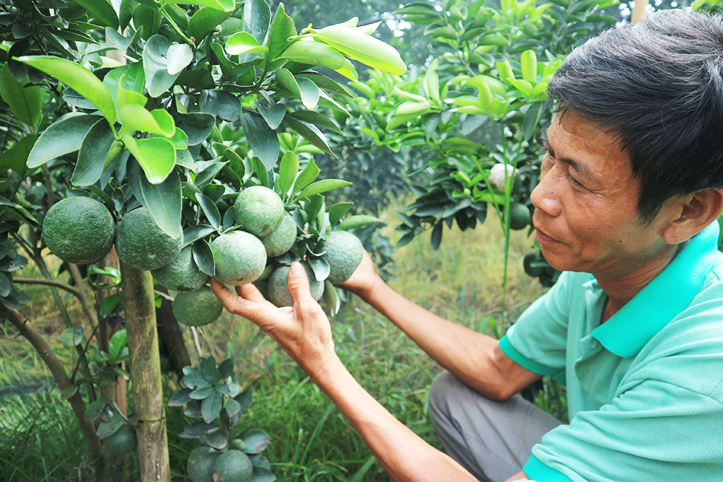 Cảnh báo phát triển &quot;nóng&quot; diện tích cam sành ở Vĩnh Long - Ảnh 1.