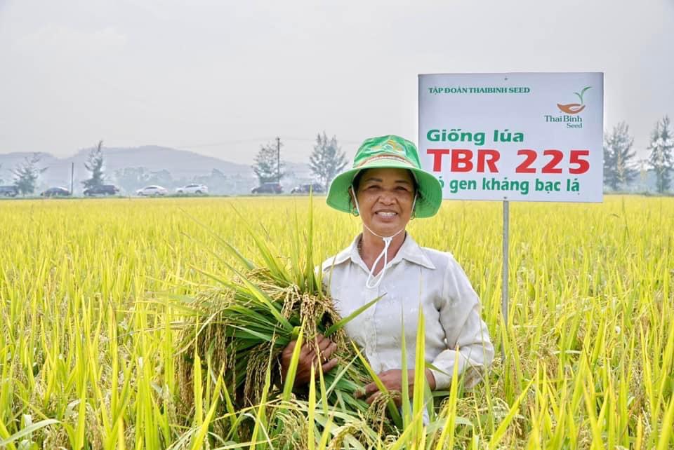 Bộ đôi giống lúa TBR225 có gen kháng bạc lá, TBR97 tiếp tục khẳng định tính ưu việt - Ảnh 1.