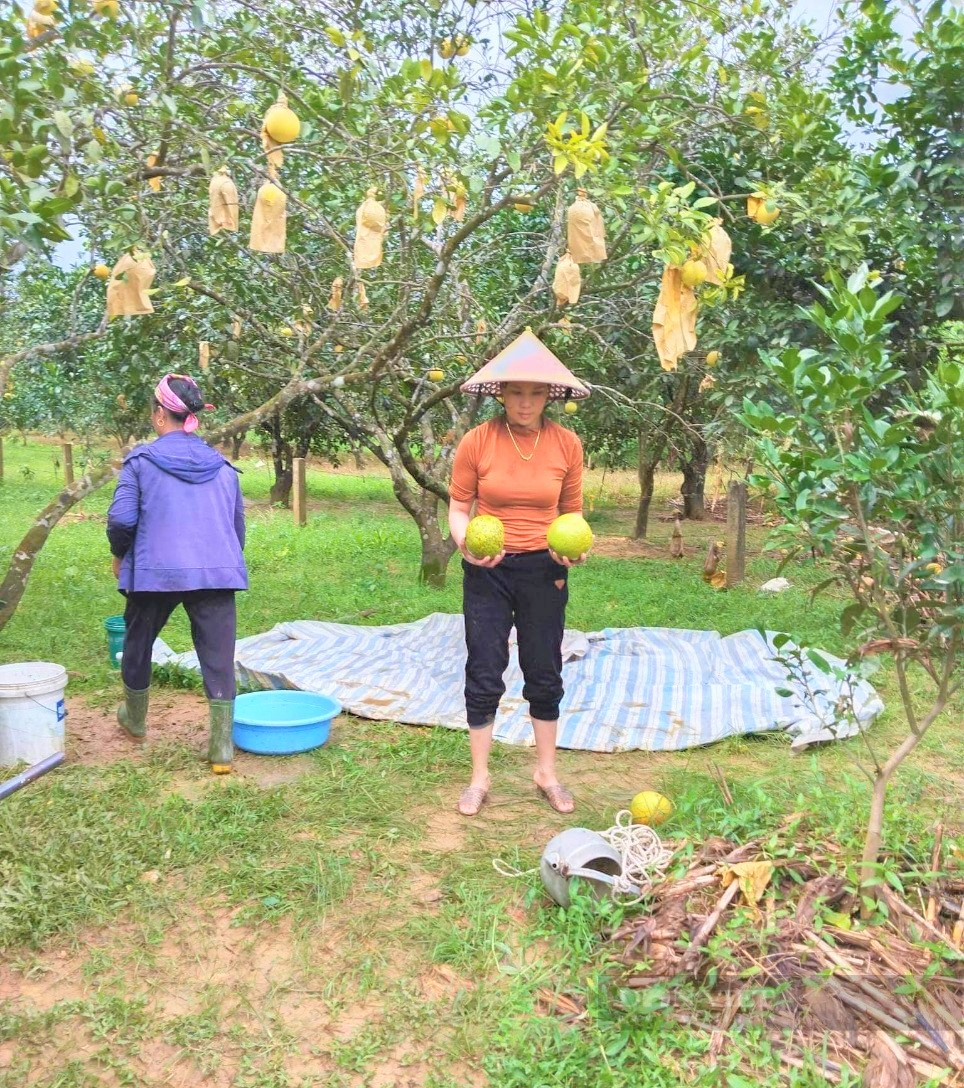 Hà Tĩnh: Thu hoạch “bưởi chạy lũ” không kịp, nông dân thiệt hại hàng trăm triệu đồng - Ảnh 3.