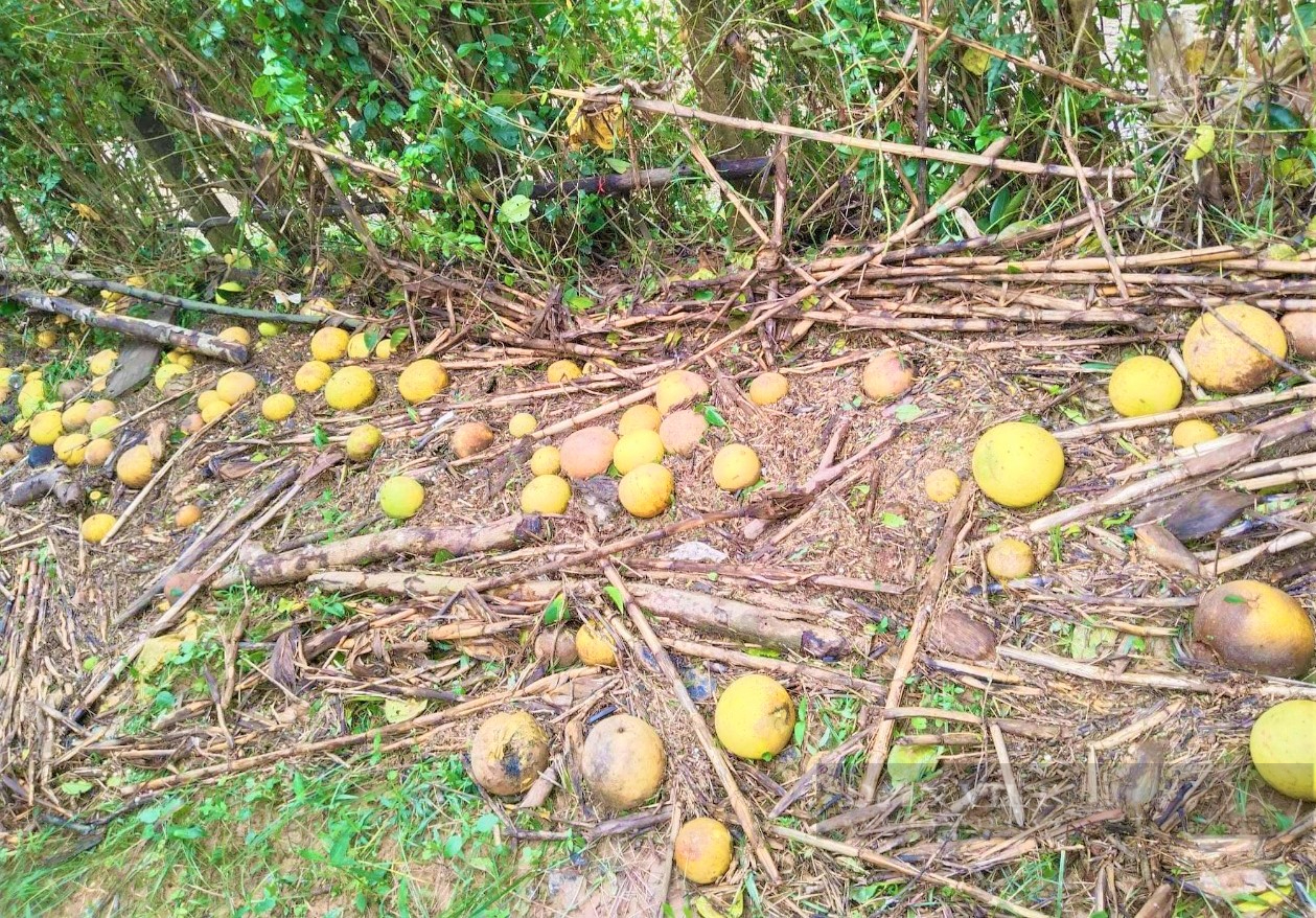 Hà Tĩnh: Thu hoạch “bưởi chạy lũ” không kịp, nông dân thiệt hại hàng trăm triệu đồng - Ảnh 2.