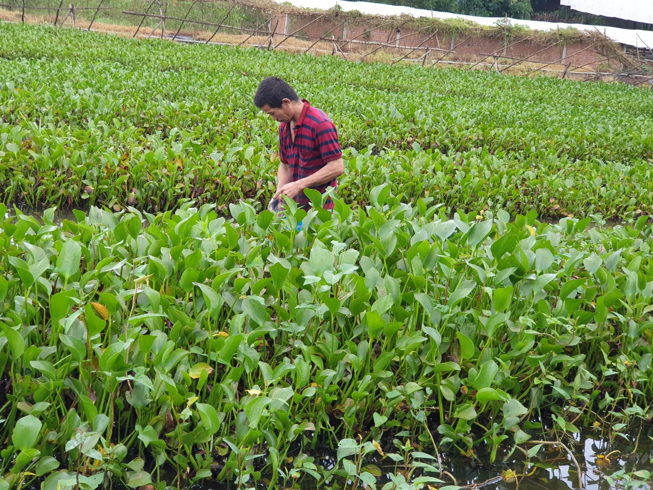 Một nông dân Phú Yên đào ao nuôi ốc đặc sản, trồng 100ha rừng, đốt than củi keo lai bán sang Hàn Quốc - Ảnh 4.