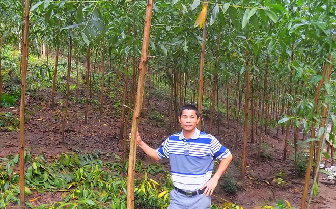 Một nông dân Phú Yên đào ao nuôi ốc đặc sản, trồng 100ha rừng, đốt than củi keo lai bán sang Hàn Quốc - Ảnh 1.